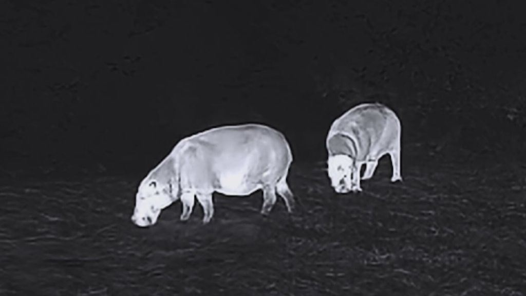 Foto: Unieke beelden van dwergnijlpaard: 'We hadden alleen een glimp verwacht'