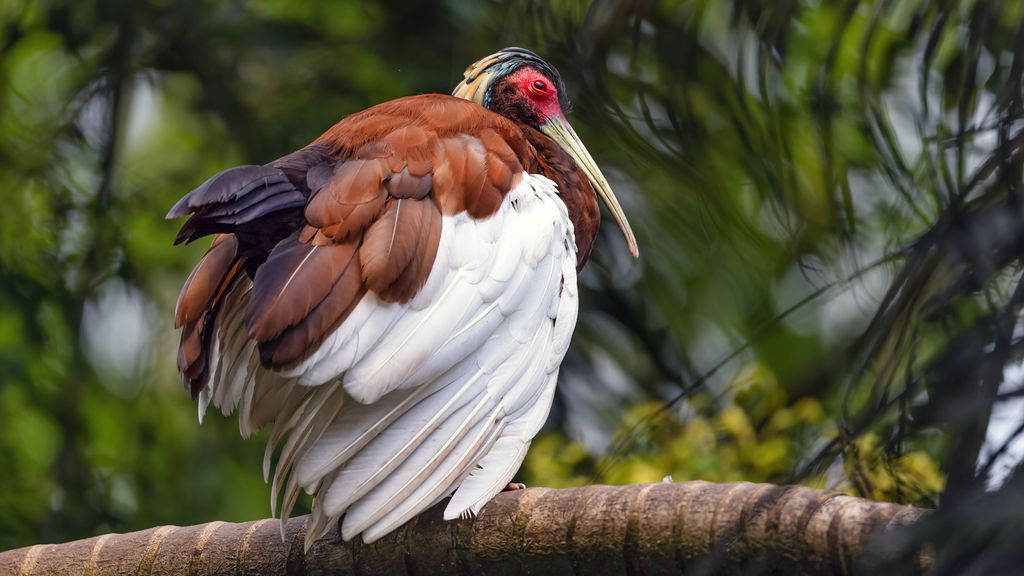 Foto: Dierentuin Wildlands sluit vogelverblijf na dood van drie kuifibissen