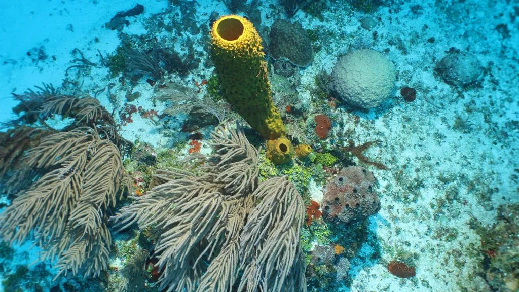 Foto: 'Zwemmende zeekomkommer' en gouden koraaltorens ontdekt diep in de zee