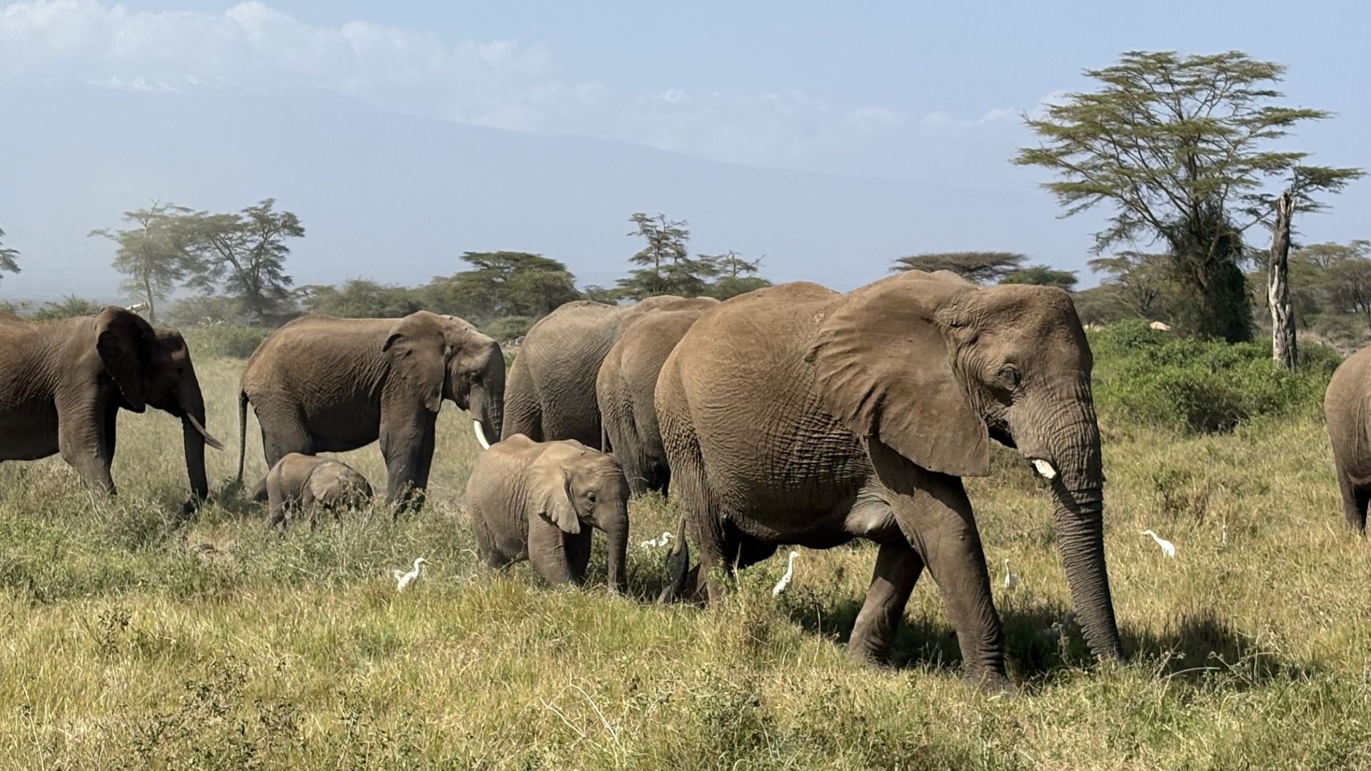 Hoe Keniaanse olifanten en boeren beschermd worden met drones