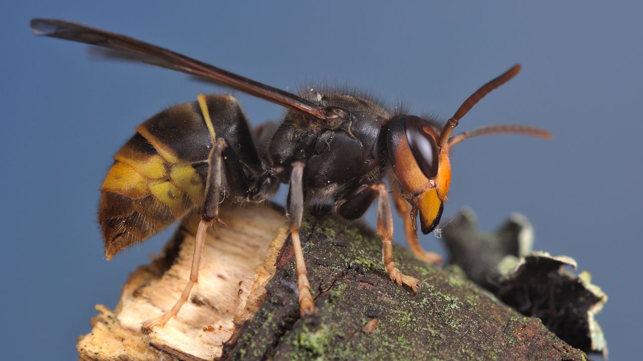 Provincie Utrecht geeft strijd tegen Aziatische hoornaar op: 'Zijn er te veel'