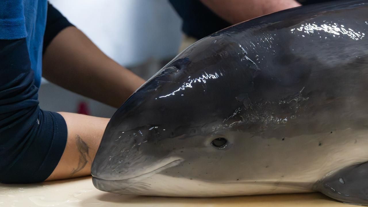 Het gaat goed met de twee aangespoelde bruinvissen