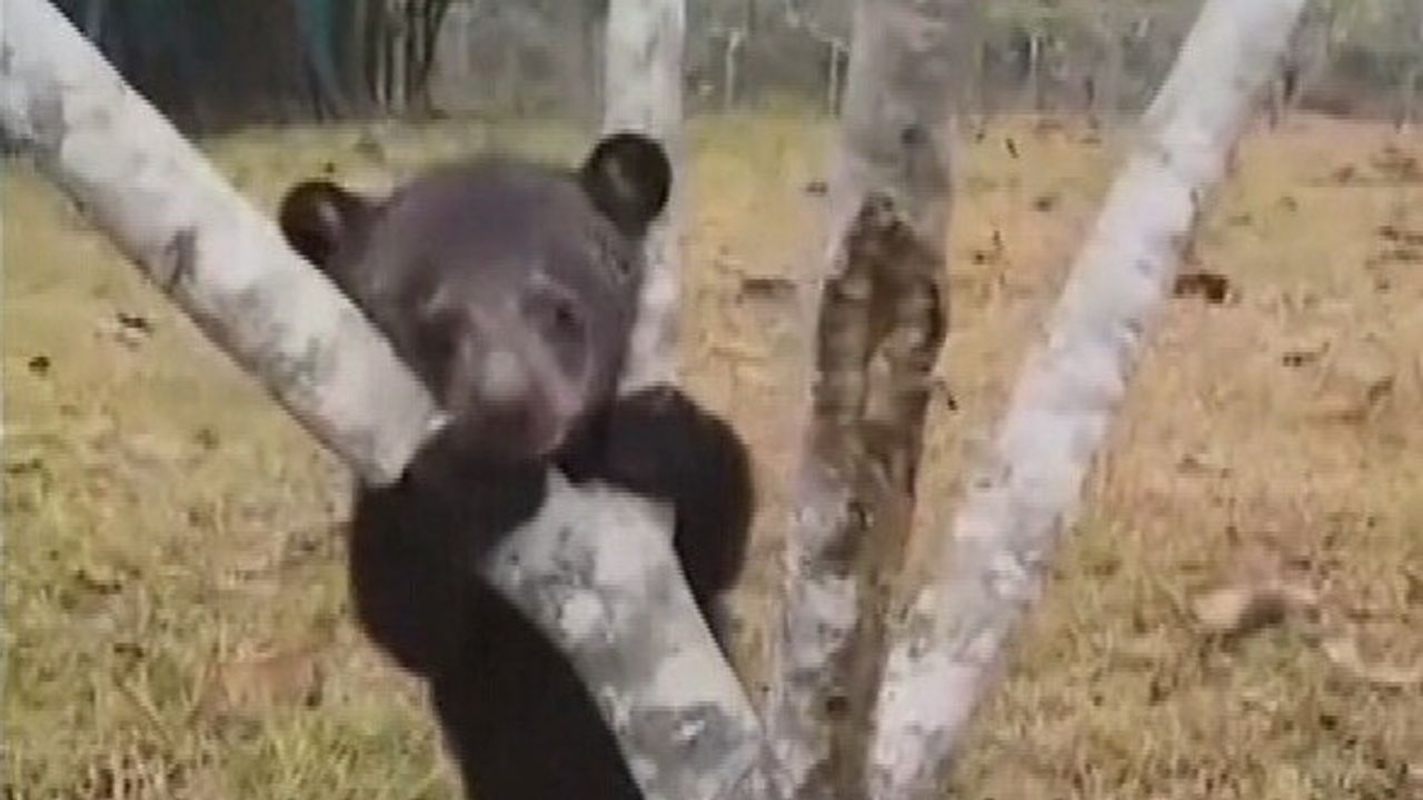 Babybeertjes gered van criminele handelaren