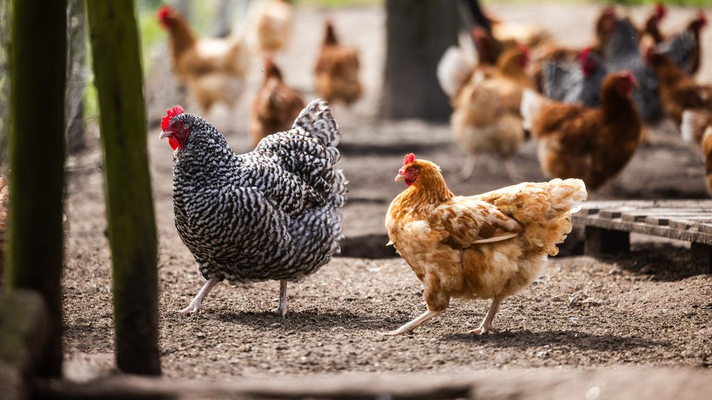 Foto: Wormen belangrijkste oorzaak van PFAS in eieren van hobbykip