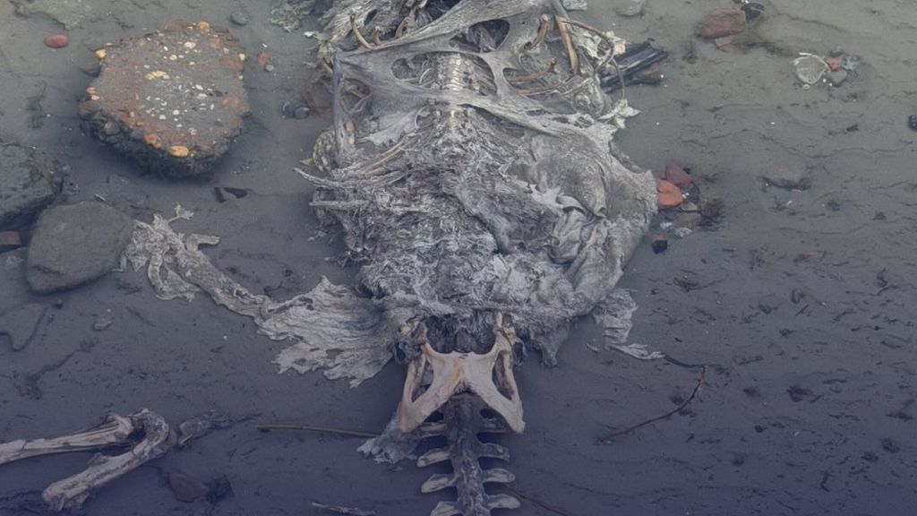 Kinderen in Albrandswaard dachten skelet te vinden, politie ingeschakeld