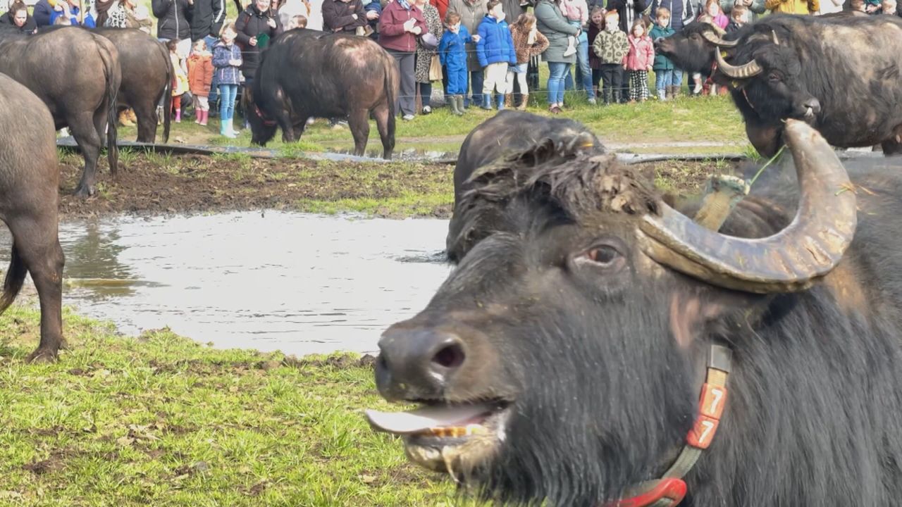 Rondrennen en modderrollen: Waterbuffels na lange tijd weer de wei in