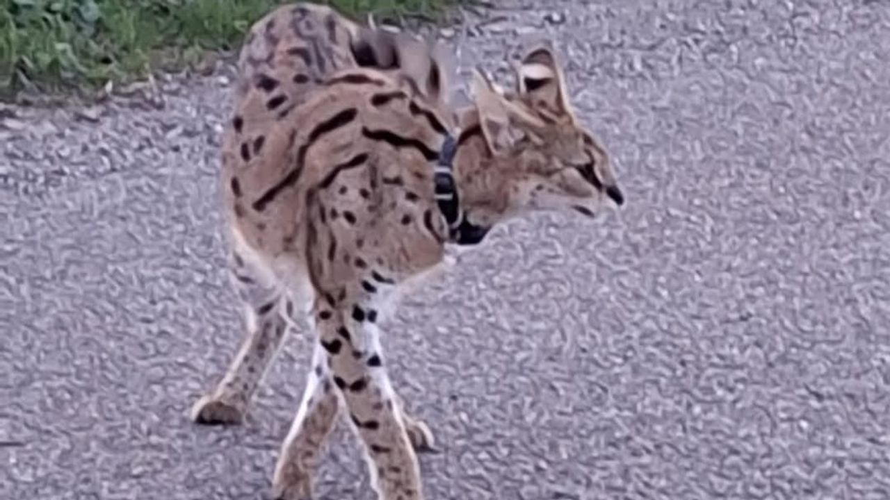 Politie zoekt naar loslopende serval in Haaften