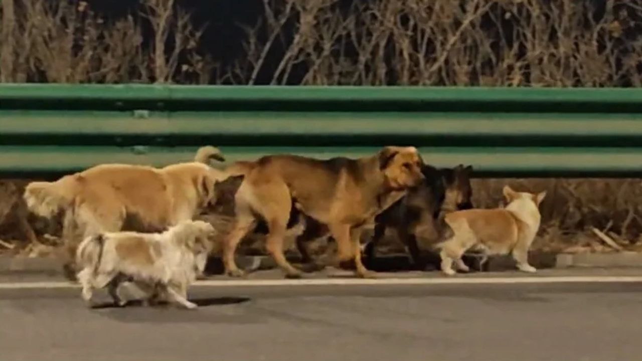 Ontvoerde honden ontsnappen en reizen samen terug naar huis