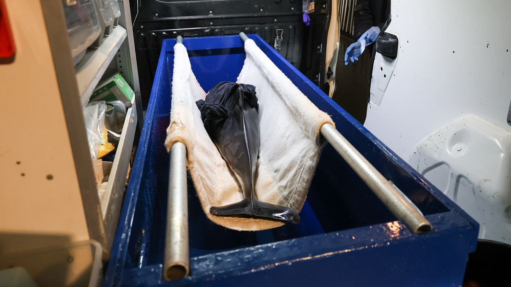 Foto: Levende bruinvis aangespoeld op Ameland