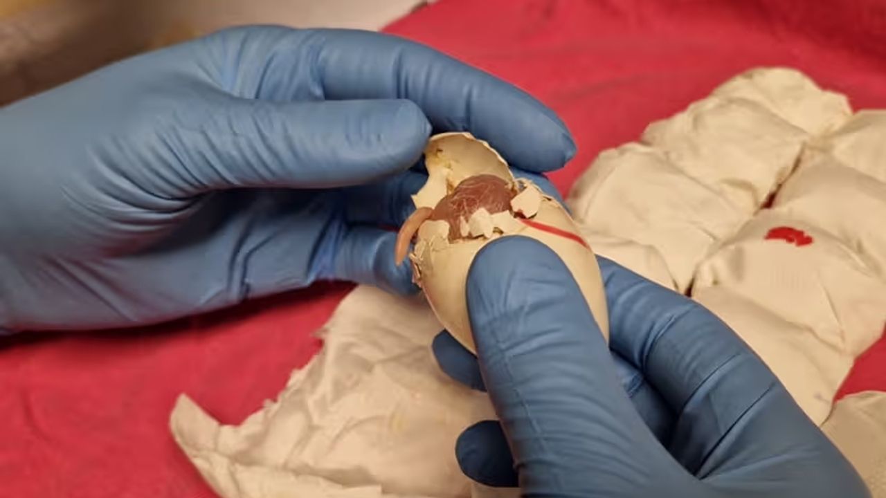 Gepiep op Schiphol: douane vindt 261 gesmokkelde papegaai-eieren