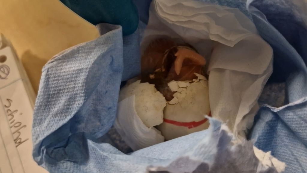 261 gesmokkelde papegaaieieren gevonden in handbagage