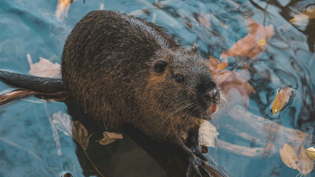 Bevers krijgen zender in hun staart: 'Ze zorgen voor veel schade'
