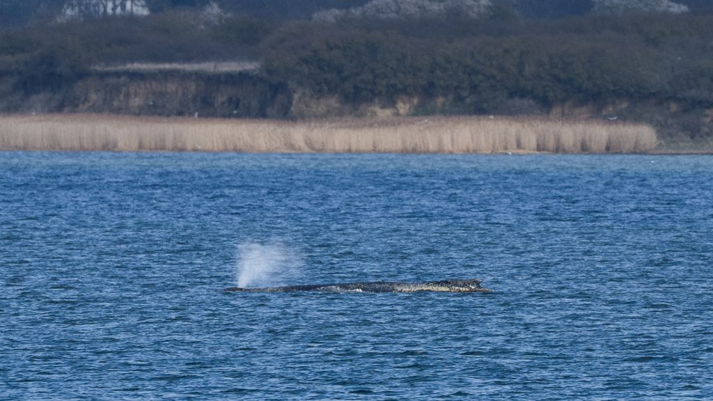 Verzwakte bultrug opnieuw vast in ondiep water voor Duitse Oostzeekust