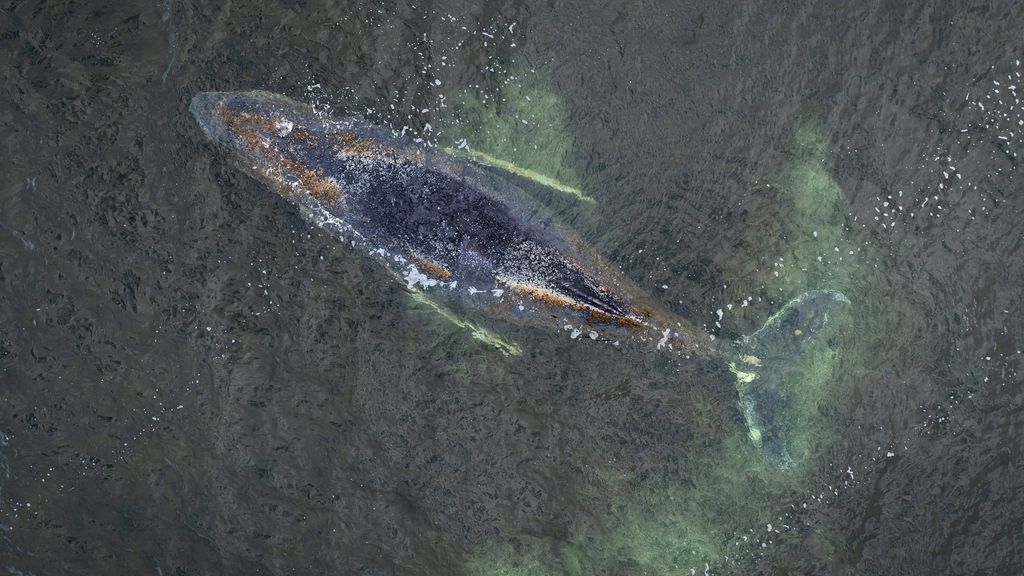 Foto: Verzwakte bultrug opnieuw vast in ondiep water voor Duitse Oostzeekust