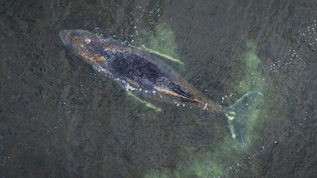 Foto: Experts houden gestrande walvis continu in de gaten: 'We hopen het beste'