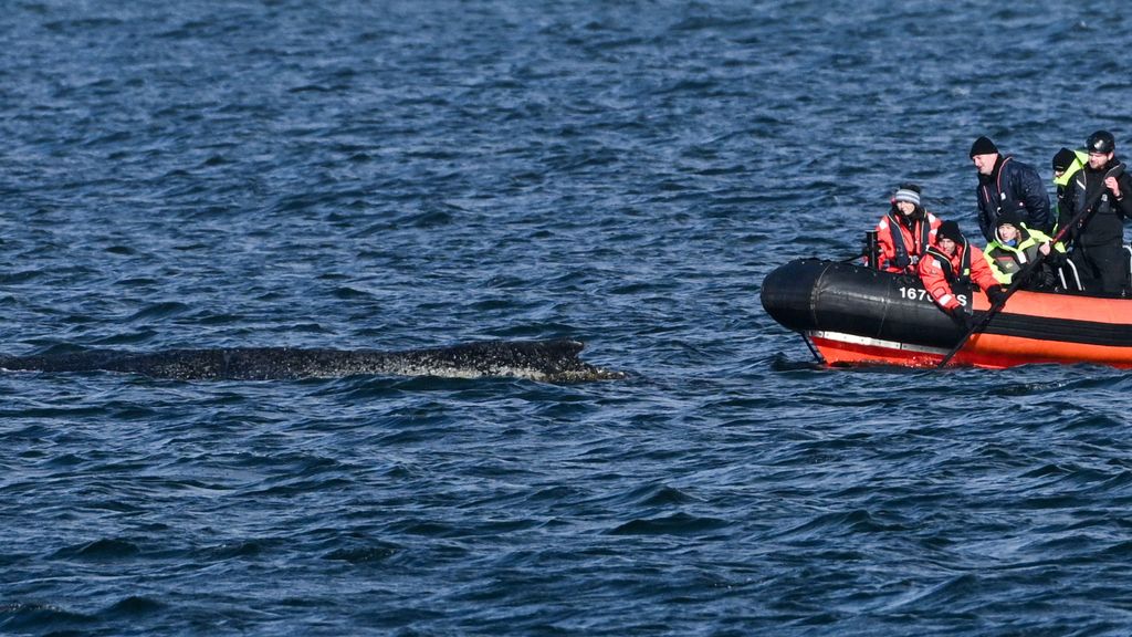 Foto: Gestrande bultrug zwemt weer in Oostzee, maar heeft nog lange weg te gaan