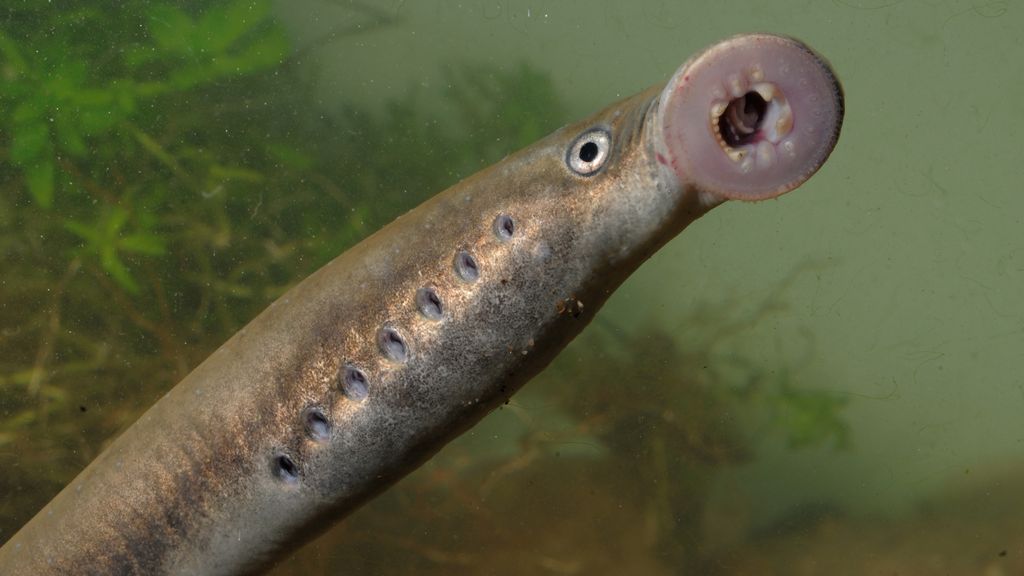 Foto: Zeldzame rivierprikken planten zich succesvol voort op de Veluwe