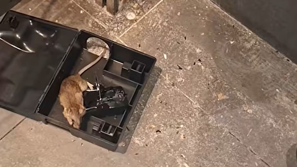 Foto: Virale video over rattenplaag leidt tot sluiting van horecazaak 