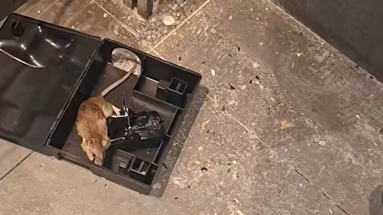 Restaurant in Amsterdam gesloten vanwege rattenplaag