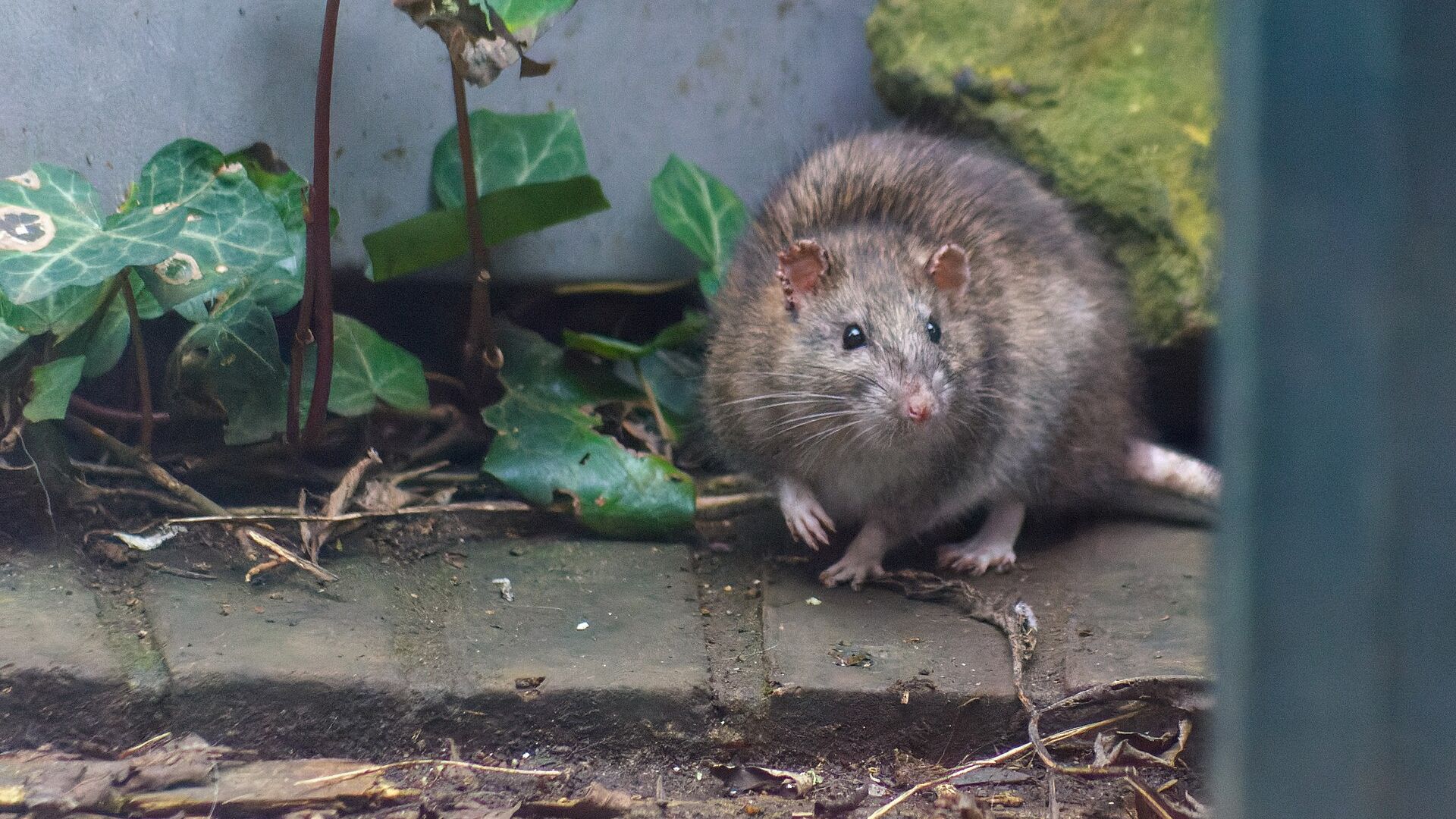 Muizen en ratten teisteren de horeca, 'ondernemers bezuinigen soms op hygiëne'