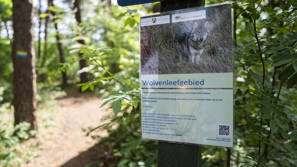 Aantal meldingen van wolvenaanvallen op vee afgenomen in eerste kwartaal