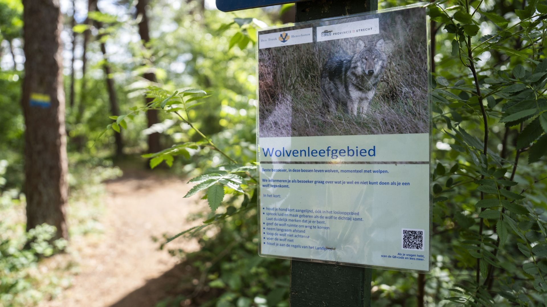 Aantal meldingen van wolvenaanvallen op vee afgenomen in eerste kwartaal