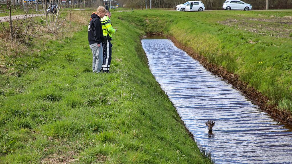 Motorrijder botst in Sappemeer op een ree, dier afgemaakt Motorrijder botst in Sappemeer op een ree, dier afgemaakt