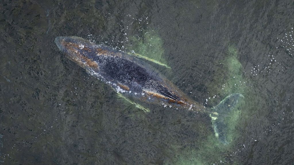 Foto: Mogelijk nieuwe reddingspoging voor gestrande bultrug Timmy