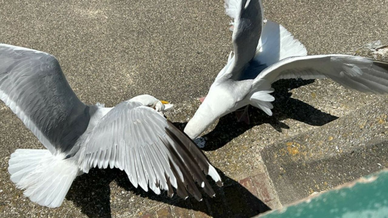 Hier is het verboden om frietjes naar meeuwen te gooien