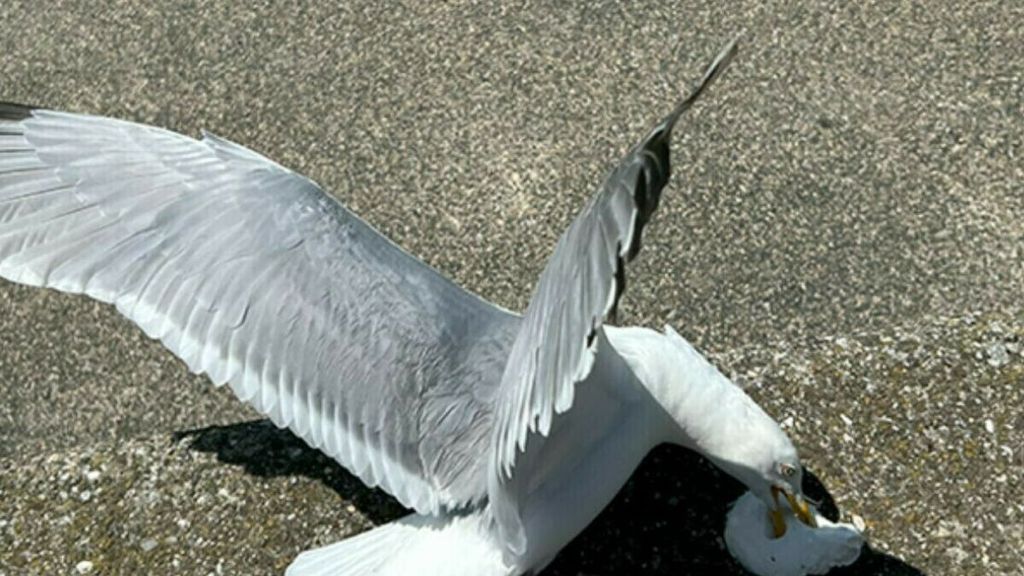 Foto: Vlissingen probeert overlast meeuwen te voorkomen door voerverbod