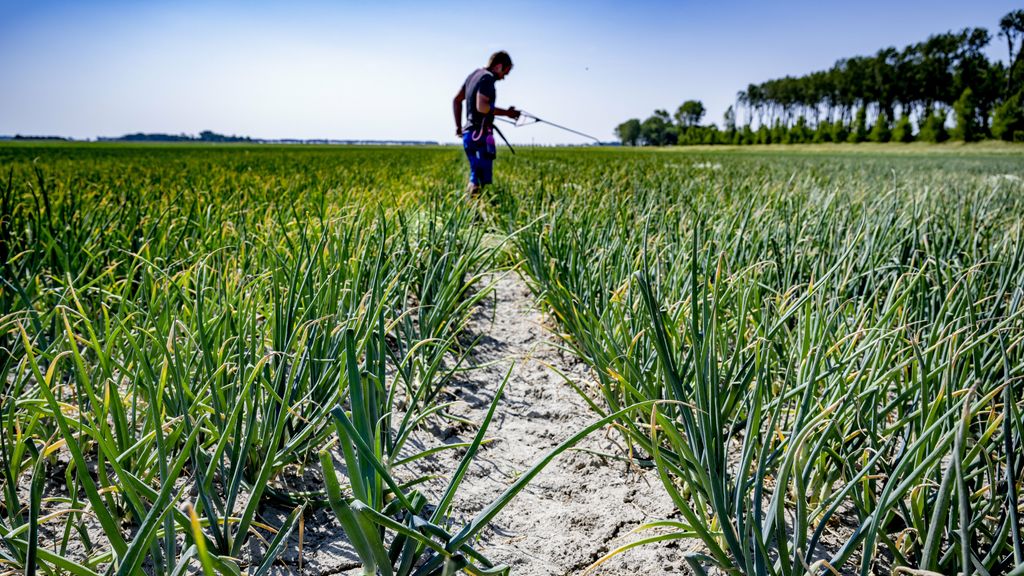 Foto: Boeren overtreden regels bestrijdingsmiddelen, NVWA vindt dat zorgwekkend