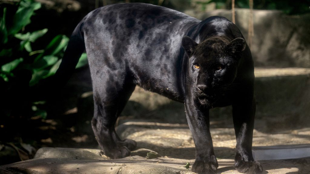 Foto: Zeldzame zwarte jaguar gespot in jungle Ecuador