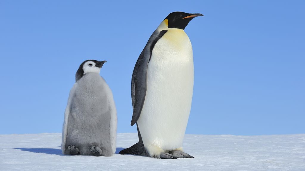 Foto: Keizerspinguïn door klimaatverandering op lijst bedreigde diersoorten