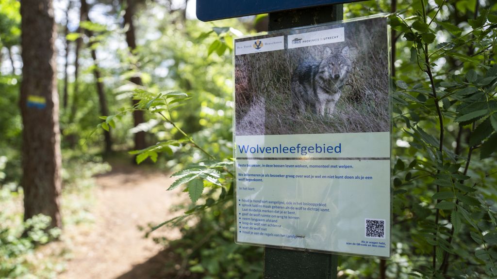 Weer meer wolven in Nederland, in totaal veertien roedels geteld