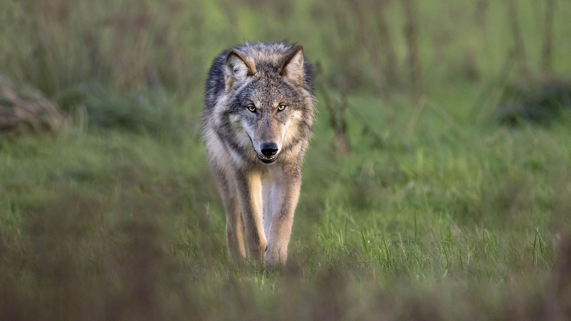 Weer meer wolven in Nederland, in totaal veertien roedels geteld