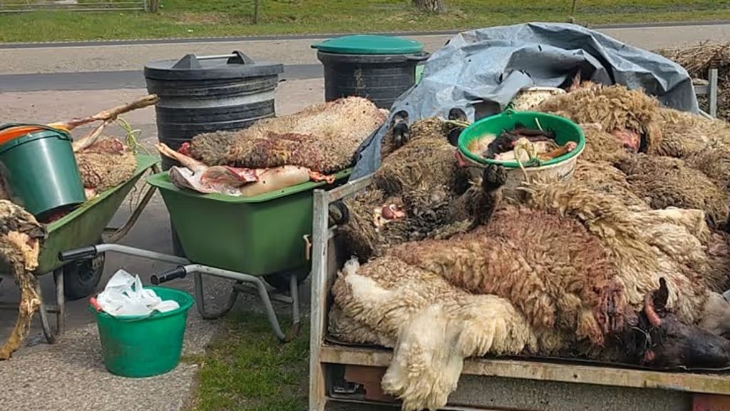 Foto: Zeven illegale slachters in Friesland op heterdaad betrapt