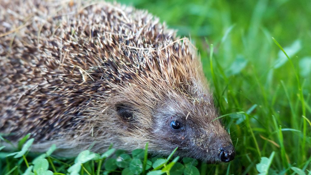 Egels in Wallonië beschermd tegen robotmaaiers, Nederland volgt nog niet