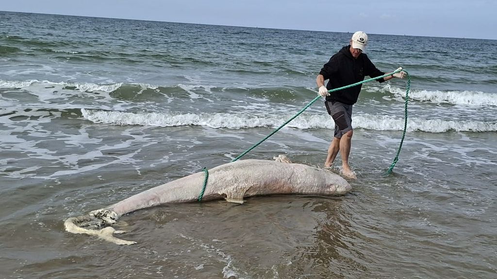 Foto: Dode beloega aangespoeld op strand in Zeeland