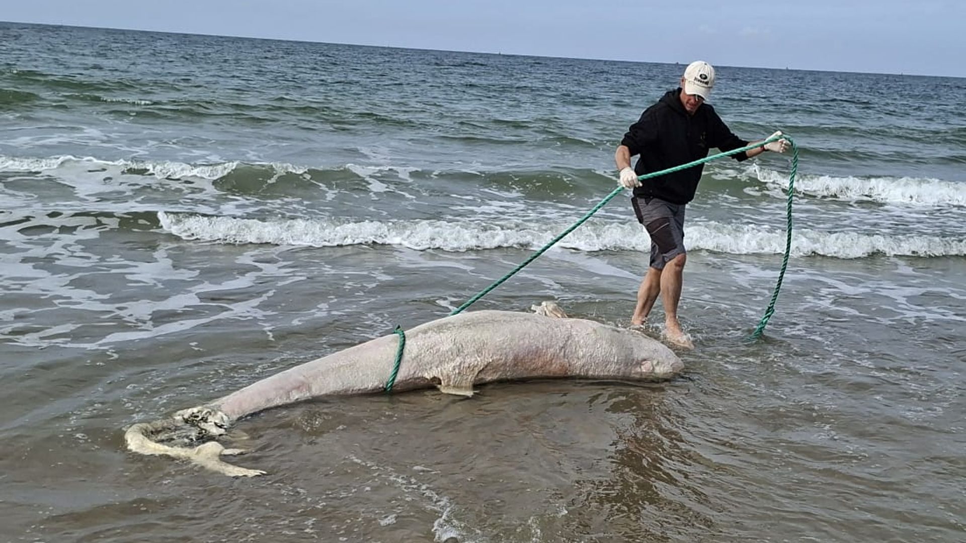 Dode beloega aangespoeld op strand in Zeeland