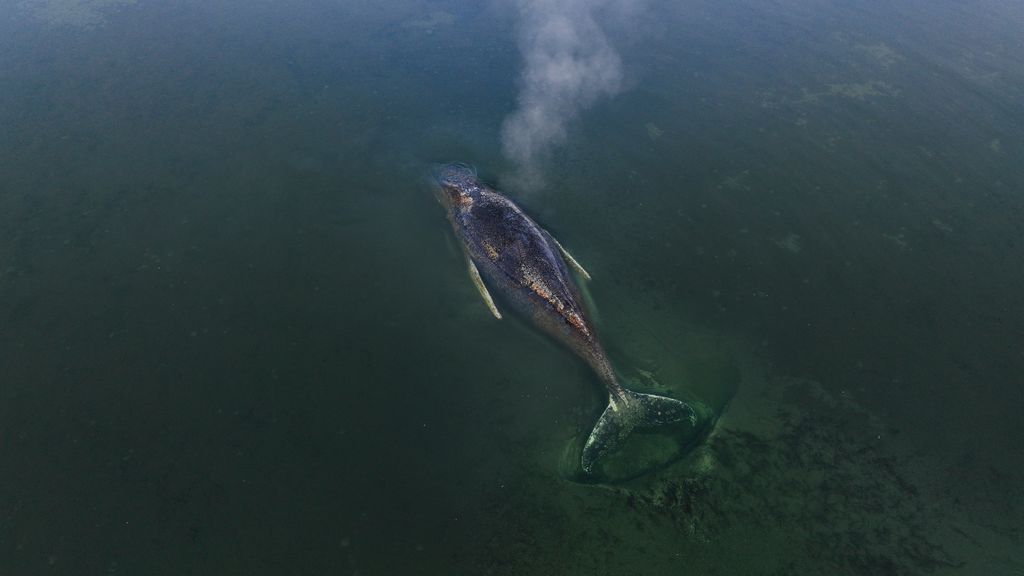 Foto: Duitsers betogen voor redding gestrande bultrug, autoriteiten zien geen opties