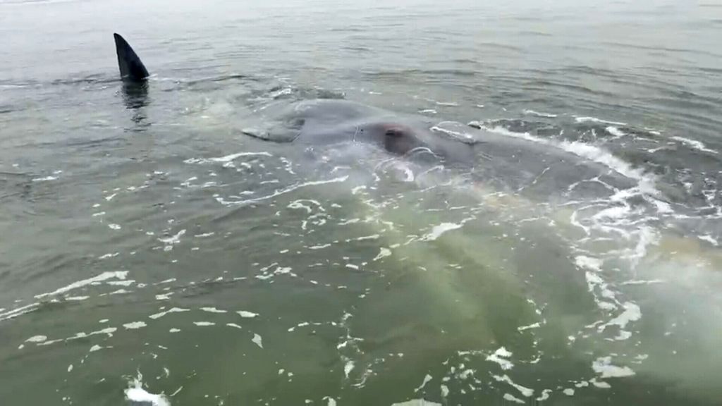 Dode potvis bij strand Renesse van dichtbij gefilmd