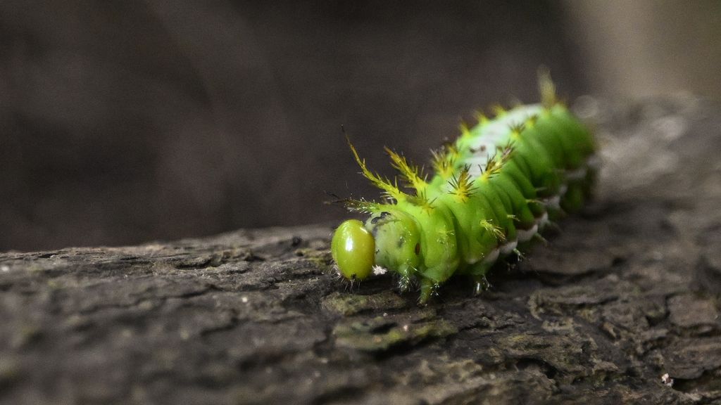Foto: Ontboste regenwouden herstellen zich 'snel' op landbouwgrond in Ecuador