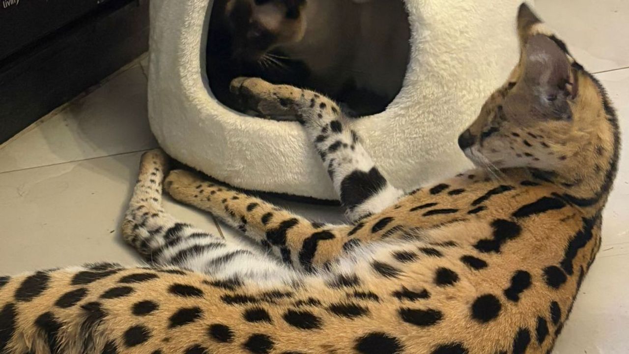 Zoektocht naar ontsnapte serval in Landgraaf