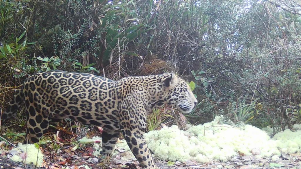 Foto: Voor het eerst in tien jaar jaguar op grote hoogte gespot in Honduras