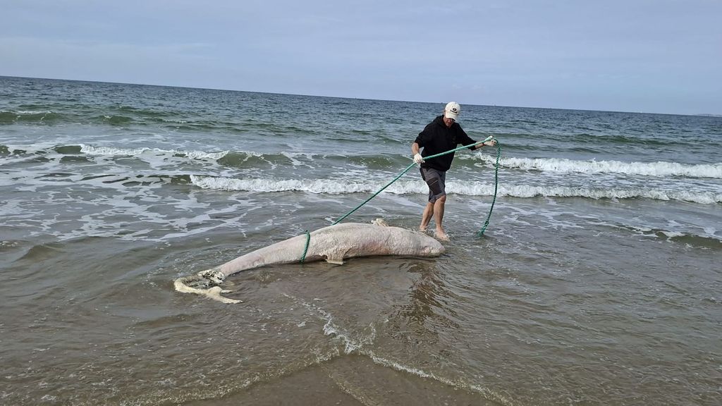 Aangespoeld dier in Zeeland blijkt zeldzame grijze dolfijn Aangespoeld dier in Zeeland blijkt zeldzame grijze dolfijn
