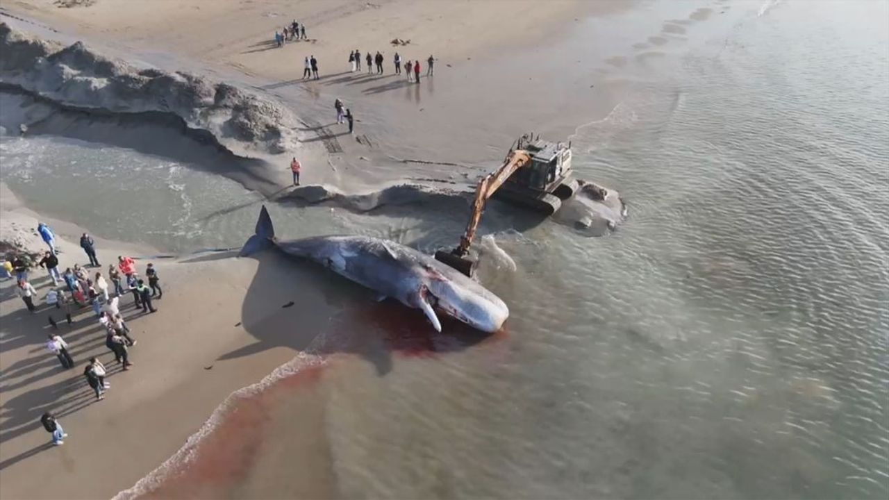 Potvis teruggesleept naar strand Renesse: 'Zit wel een luchtje aan'