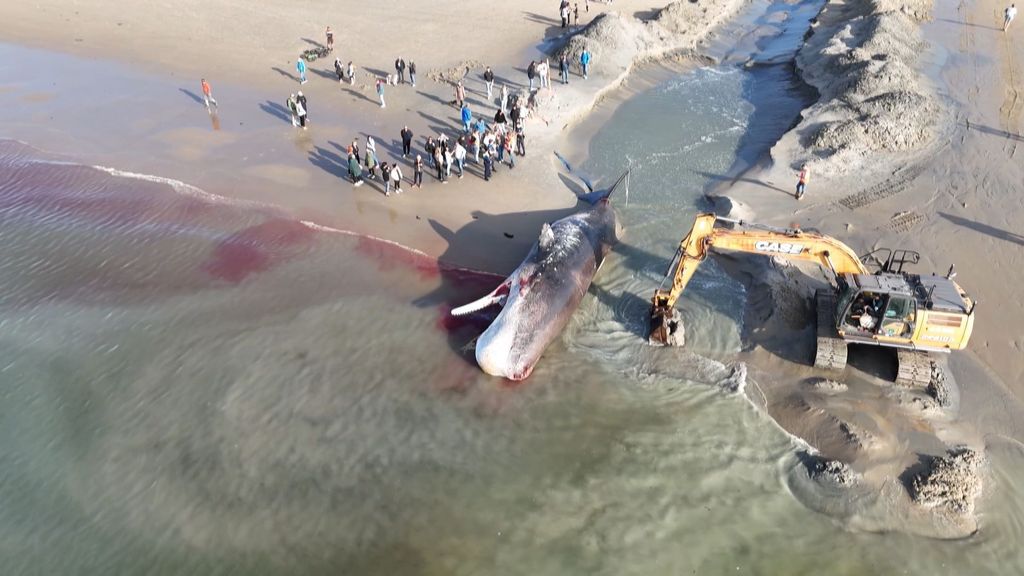 Opvallend veel zeedieren aangespoeld in korte tijd, hoe komt dat?