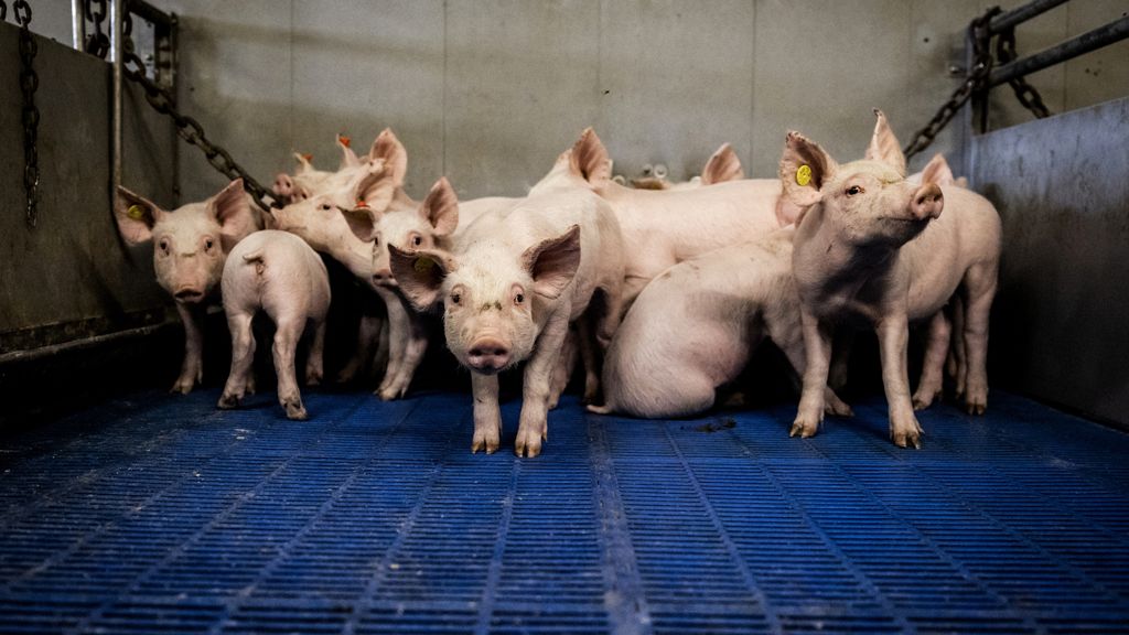 Foto: Kabinet: temperatuur veetransporten omlaag, permanent toezicht slachthuizen