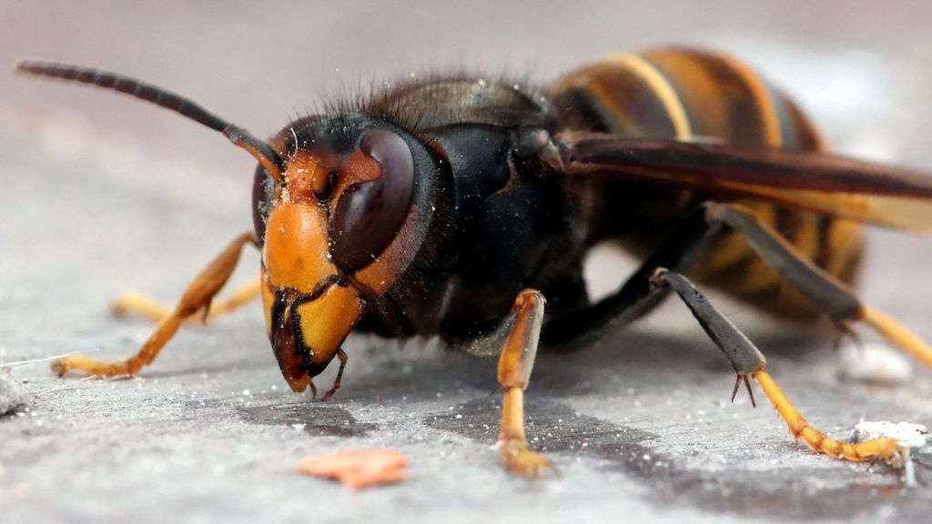 Naam Aziatische hoornaar was verwarrend, vanaf nu geelpoothoornaar