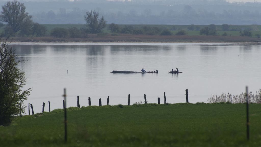 Vandaag toch nog reddingspoging Duitse bultrug